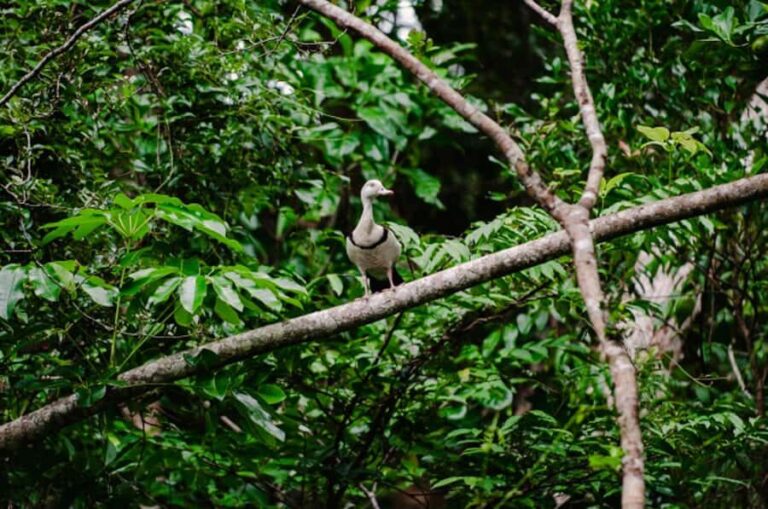 Daintree: Guided Daintree River Wildlife Cruise - Authentic Experiences: What Travelers Say