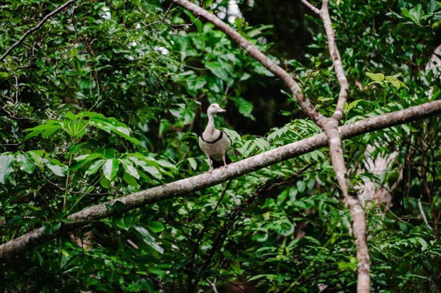 Daintree: Guided Daintree River Wildlife Cruise - Authentic Experiences: What Travelers Say