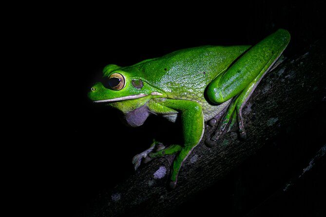 Daintree Rainforest Night Walk in Cape Tribulation - The Value of the Tour
