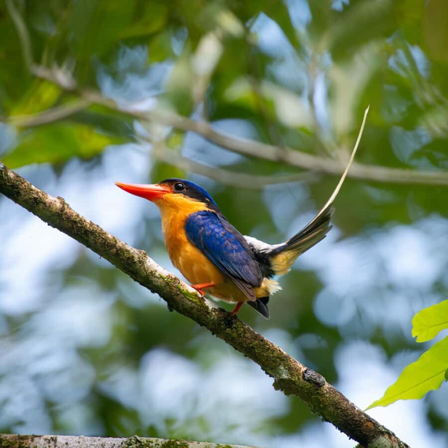 Daintree Rainforest: Waterfall Walk, Swim & Crocodile Cruise - Final Thoughts: Who Is This Tour Best For?