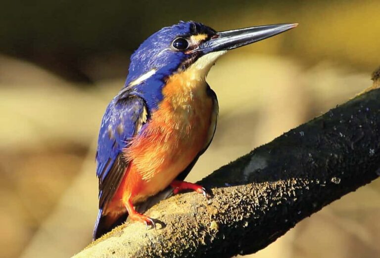 Daintree: River Rainforest Crocodile & Wildlife Cruise (DV) - The Experience on Board: Guides and Scenery