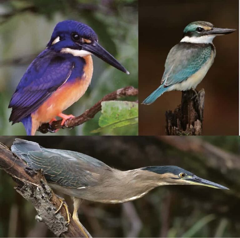 Daintree River Rainforest: Crocodile & Wildlife Cruises (DG) - Highlights and Wildlife Encounters