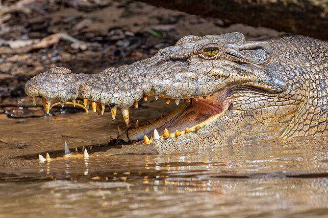 Daintree River 'Sunset' Cruise with the Daintree Boatman - The Sum Up