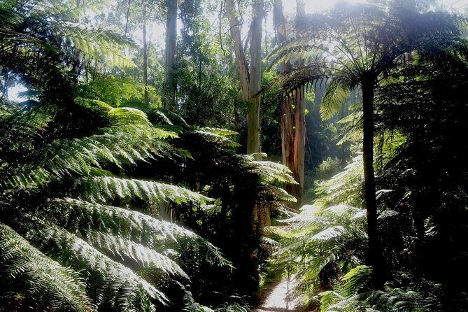 Dandenong Ranges Private Day Tour - What’s Included and What to Keep in Mind