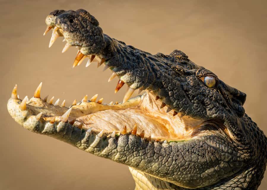 Darwin: Adelaide River Cruises, Jumping Crocodile Experience - The Itinerary Breakdown
