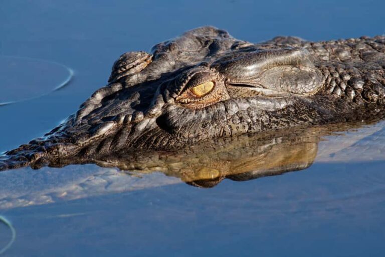 Darwin: Kakadu National Park Day Trip - Weather, Accessibility, and Practical Considerations