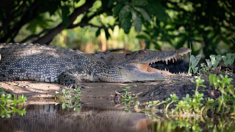 Darwin: Kakadu National Park, Yellow Water River Cruise - The Practicalities & What to Bring