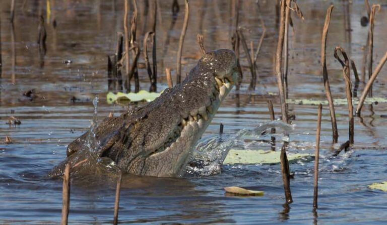 Darwin: Mary River Wetlands Wildlife Cruise with Lunch - The Overall Value
