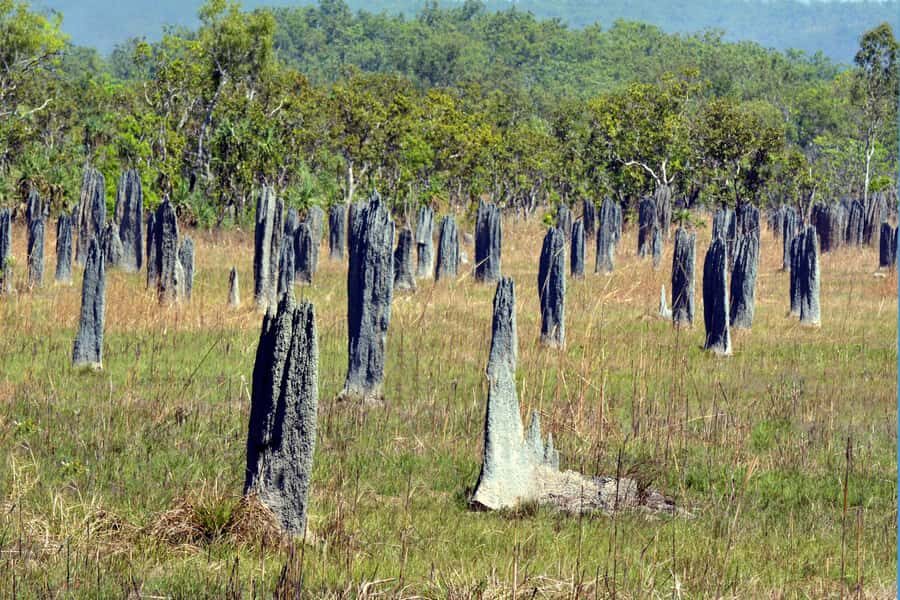 Darwin: PRIVATE Litchfield Park Sub-Tropical Escape - The Itinerary in Detail