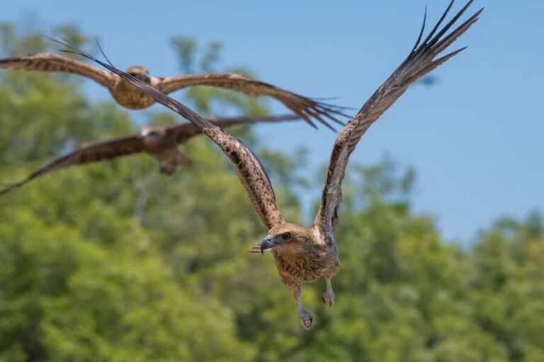 Darwin: Spectacular Jumping Crocodile Adelaide River Cruise - Who Will Love This Tour?