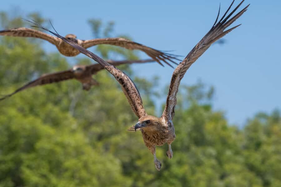 Darwin: Spectacular Jumping Crocodile Adelaide River Cruise - Who Will Love This Tour?