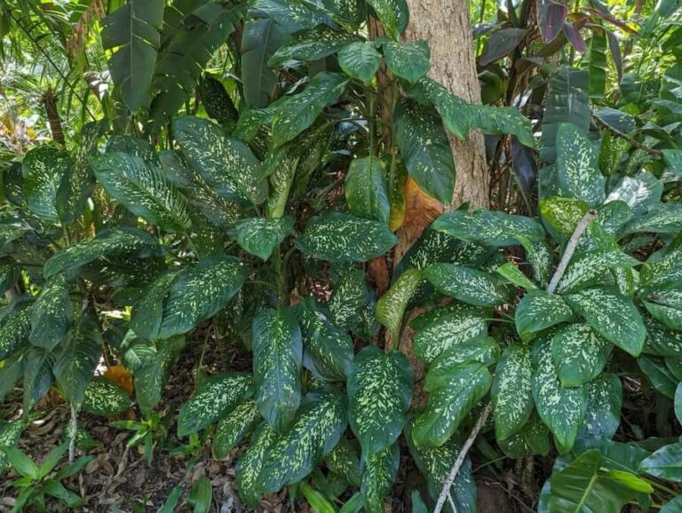 Darwin: Tropical Gardens, Outback Gourmet Meal & Sightseeing - What’s the Value?