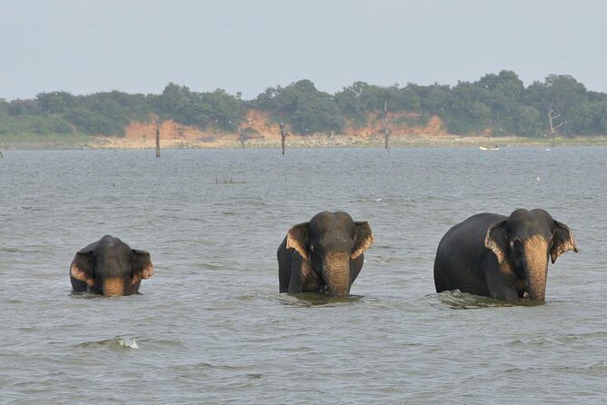 Day Excursions To Udawalawe National Park From Negombo - Authentic Wildlife Encounters