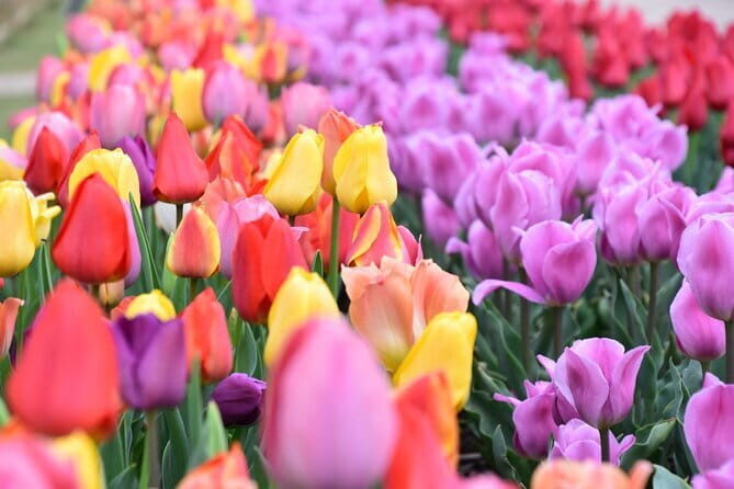 Day Trip Ashikaga Flower Park by Private Car from Tokyo - The Itinerary in Detail