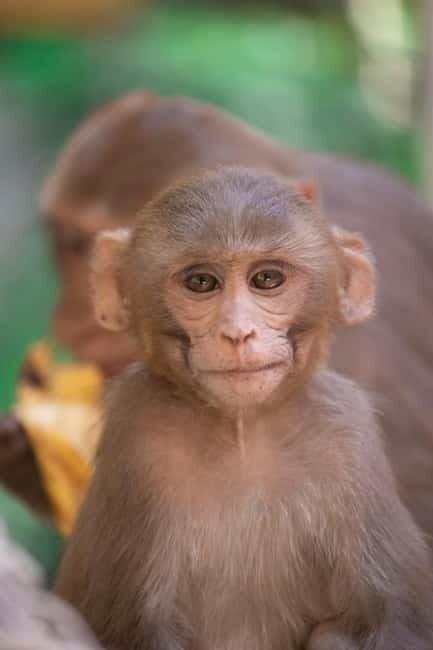 Delhi: Monkey Safari guided walking tour - An In-Depth Look at the Monkey Safari Experience