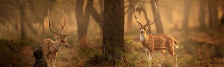 Delhi: Sariska Tiger Reserve Tour with 5-Star Lunch - A Closer Look at the Itinerary