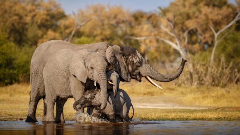 Delhi to Ranthambhore Overnight Tour/Tiger Safari By Car - What You Can Expect from the Tour