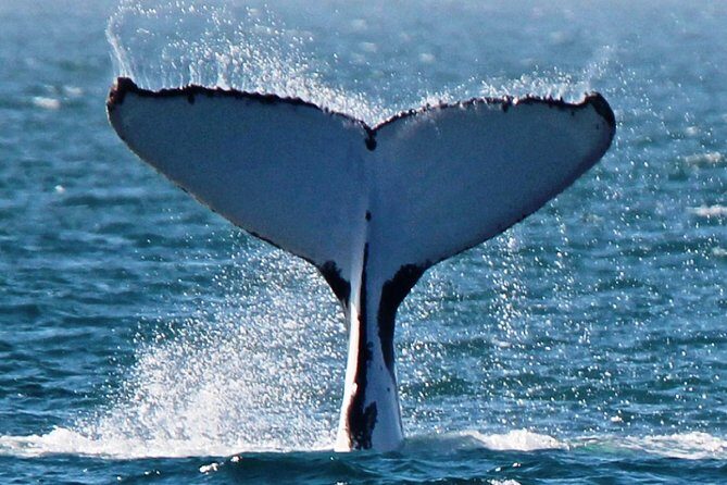 Deluxe Mega Fauna Humpback or Whaleshark Swim Ningaloo Reef - Why Travelers Rave About This Tour
