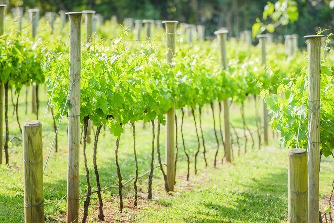 Deluxe Wine Tour to Tamborine Mountain, includes two course lunch - Stop 2: Lunch Venue