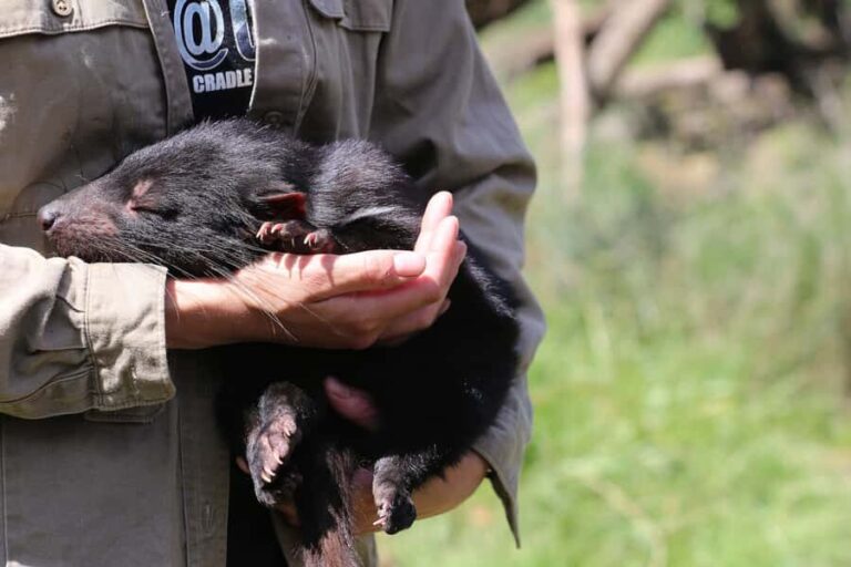 Devils at Cradle: Day Keeper Tour and Entry to Wildlife Park - Practical Details and Tips for Visitors