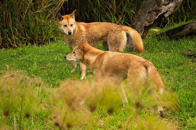 Dingo Experience at Healesville Sanctuary - excl. entry - What You Can Expect During the Experience