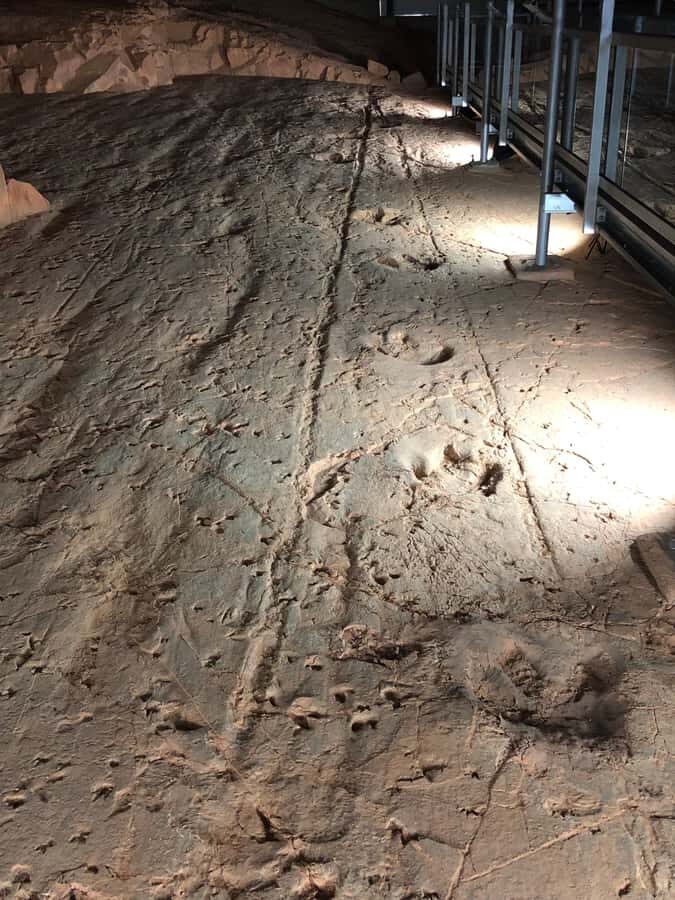 Dinosaur Stampede 3/4 Day Tour - Why This Tour Works for You