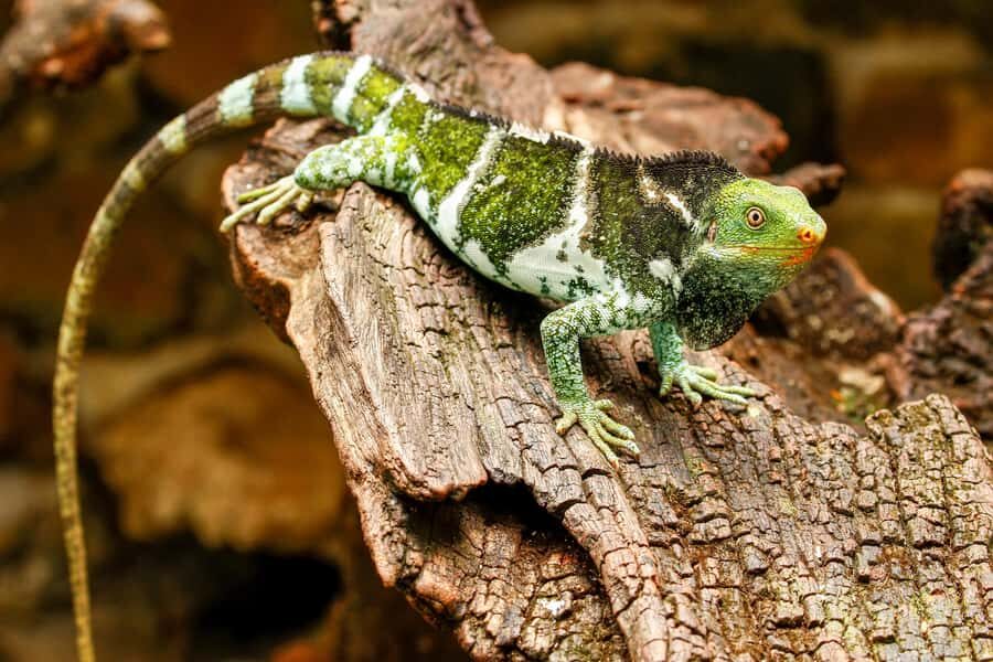 Discover Fijian Culture and Reptiles - Authenticity and Value: What You Gain