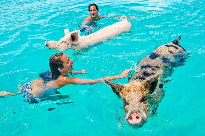 Discover Pig Island & Koh Tan: Private Longtail Trip - Transport and Timing