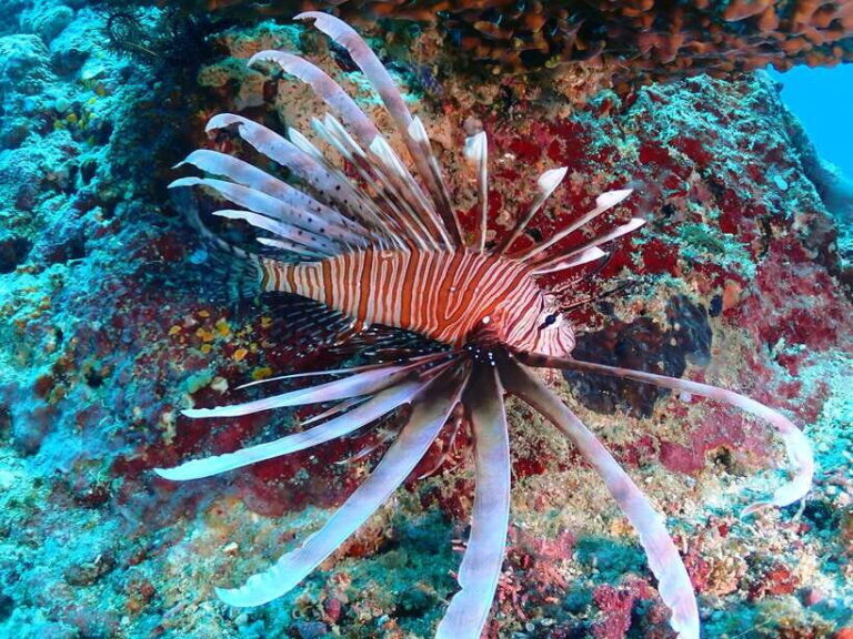 Discover Scuba Diving in Boracay - The Itinerary: Step-by-Step