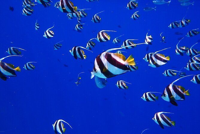 Discover the Beauty of Polynesian Waters by Boat and Snorkeling - The Real Traveler Insights