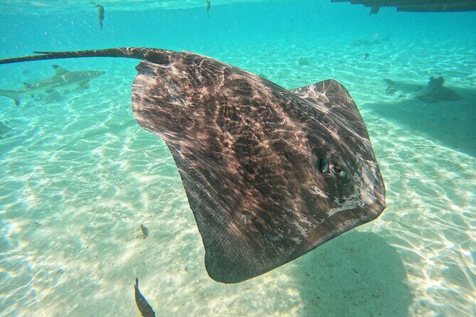 Discover the magical Moorea Lagoon - Who Should Consider This Tour?