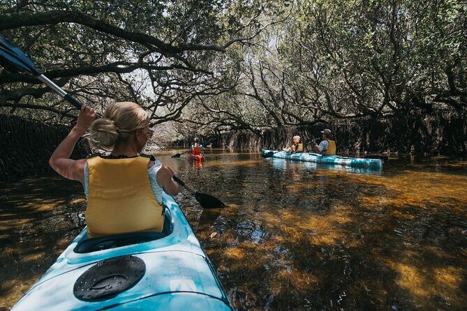 Dolphin Sanctuary Kayak Tour Adelaide - The Experience and What to Expect