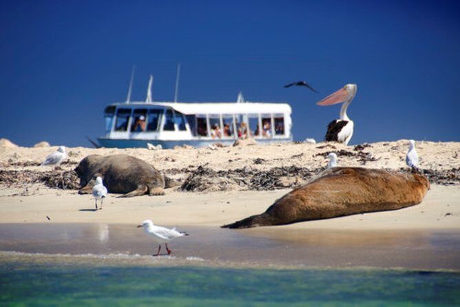 Dolphin, Sea Lion and Penguin Island Cruise - Final Thoughts: Who Is This Tour Best For?