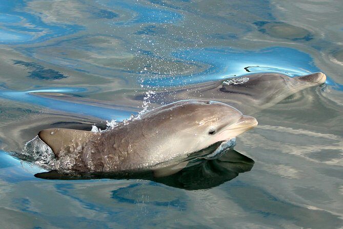 Dolphin Watch + Sailing - Port Stephens - Final Thoughts: Is It Worth It?