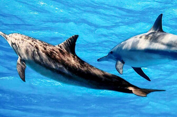 Dolphin Watching Boat Tour from Kalpitiya - FAQ