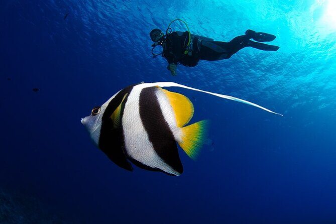 Double Diving Adventure Exploration for Certified Divers - Why This Tour Excels: Highlights from Travelers