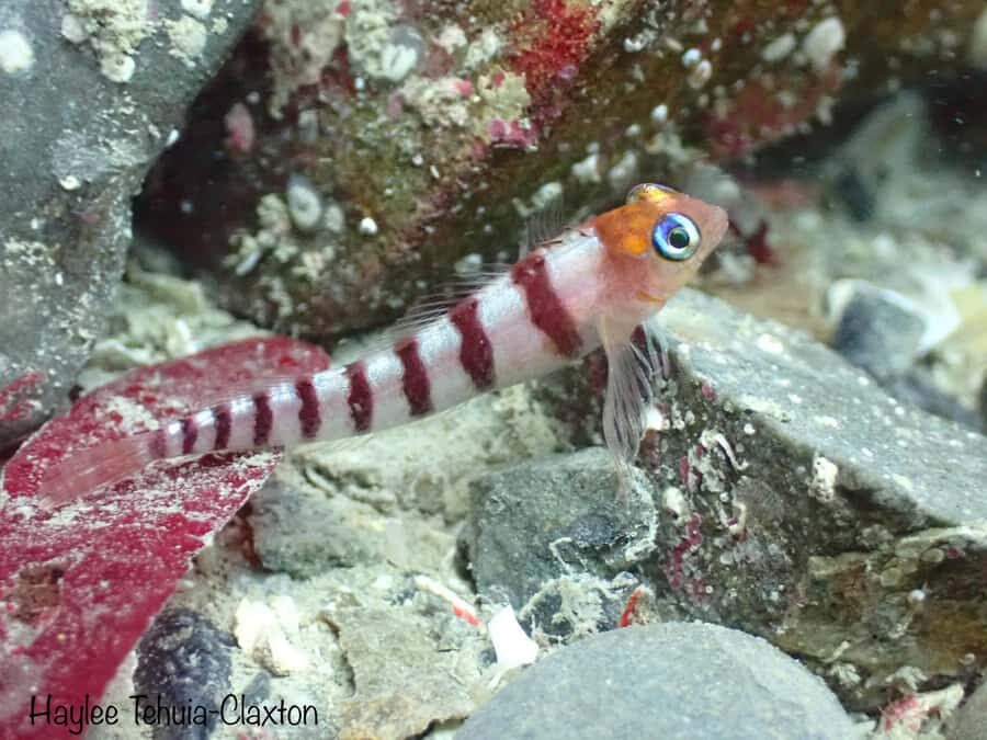 Double Shore Dive with Equipment - Authentic Marine Encounters and Practical Tips