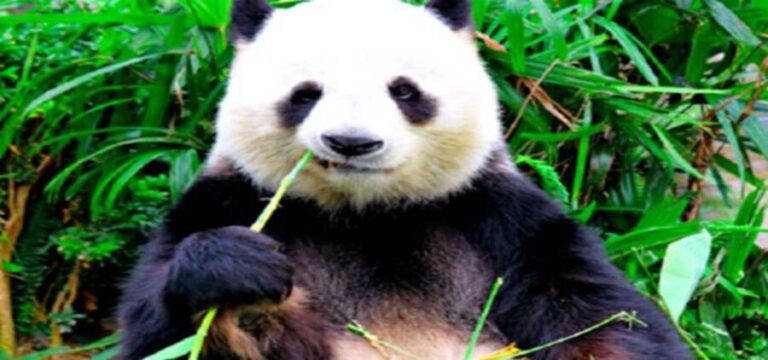Dujiangyan panda base and irrigation system park day tour - Value and Practicality