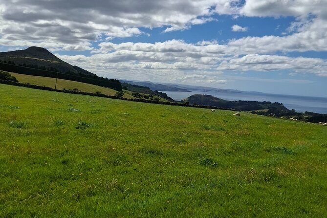 Dunedin & North Otago Scenic & Wildlife Tour - Who Will Love This Tour?