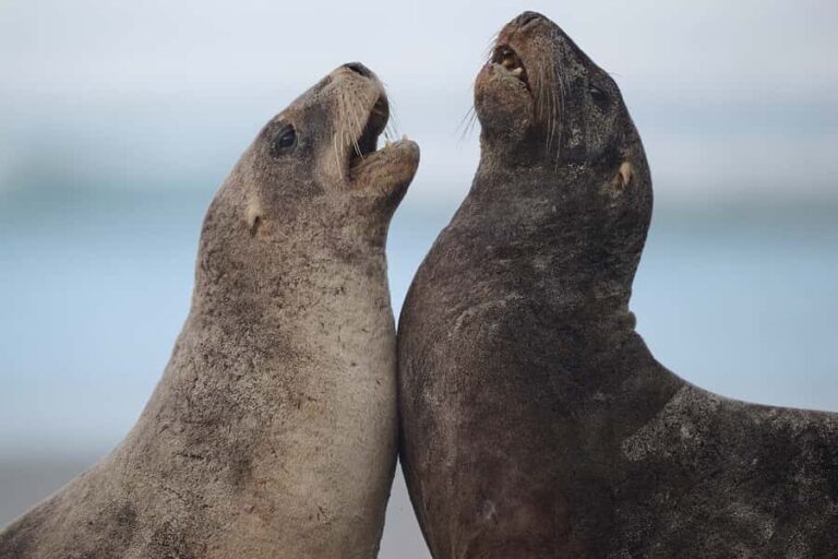 Dunedin: Otago Peninsula Clearwater Wildlife Tour - The Sum Up: Who Will Love This Tour?