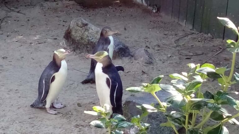 Dunedin: Otago Peninsula with Guided Penguin Reserve Tour - Practical Details: Transportation, Duration, and Booking