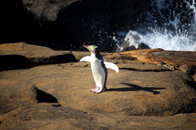 Dunedin to Te Anau via the Catlins One Way Small Group Tour - Authentic and Personal Experience