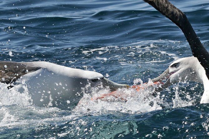 Dunedin Wildlife Cruise-Albatross, seals and harbour - Final Thoughts