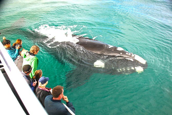 Dunsborough Whale Watching Eco Tour - What to Expect on the Water