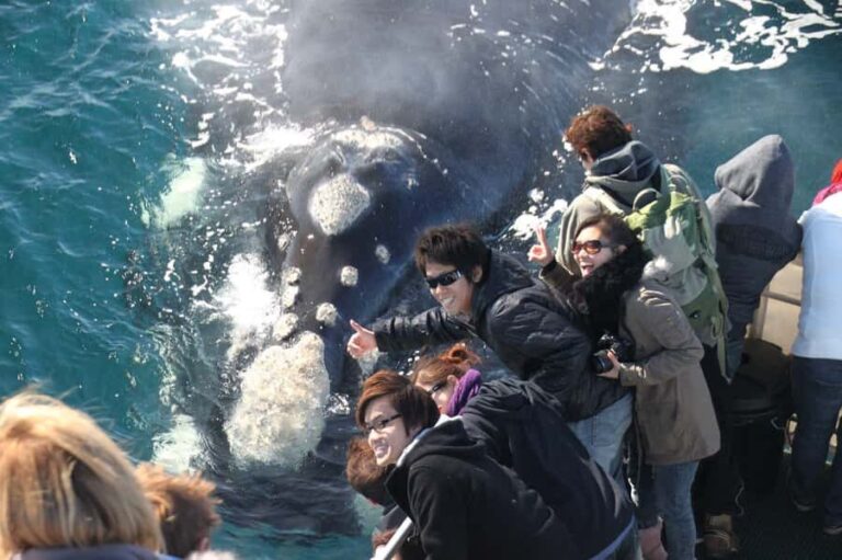 Dunsborough: Whale Watching Tour - Authentic Testimonials from Travelers