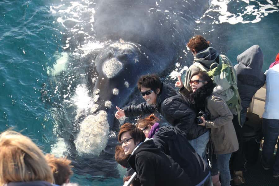 Dunsborough: Whale Watching Tour - Authentic Testimonials from Travelers