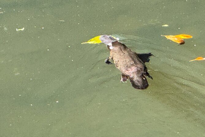 Eco Wildlife Two-Day Tour Platypus & Kangaroos - Final Thoughts: Why Choose This Tour?