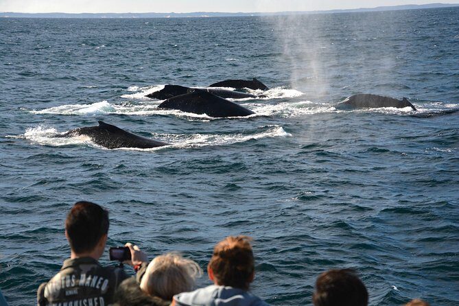 Educational Whale Watching Tour from Perth - Who Will Love This Tour?