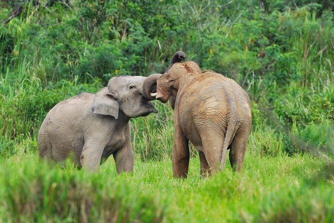 Elephant and Wildlife Watching in Kuiburi National Park - Private Afternoon Tour - The Itinerary Breakdown