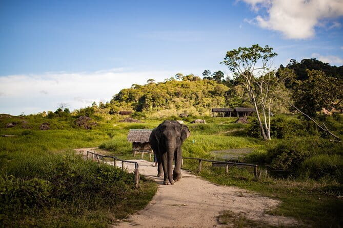 Elephant Nature Experience with Lunch at Bukit Elephant Park - What Travelers Are Saying